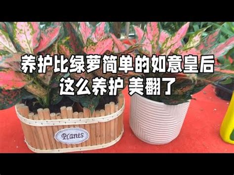 如意植物風水|【如意 植物】驚艷！如意植物，懶人植物之王，爆盆。